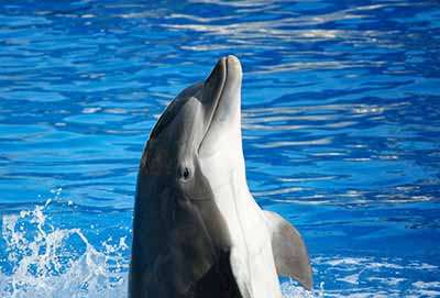 los delfines tienen consciencia